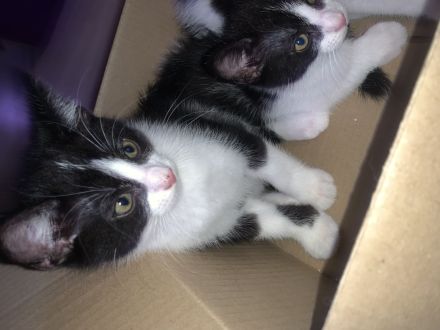 „Felix“ Babykatzen