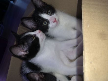 „Felix“ Babykatzen