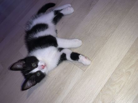 „Felix“ Babykatzen