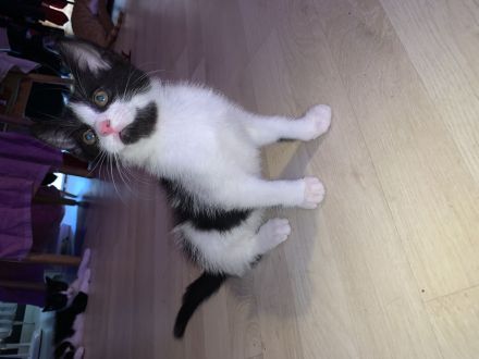 „Felix“ Babykatzen