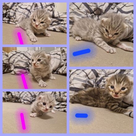 Kitten Bengal/BKH Mix