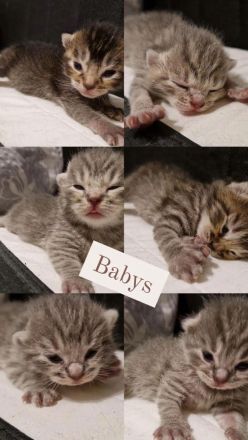 Kitten Bengal/BKH Mix