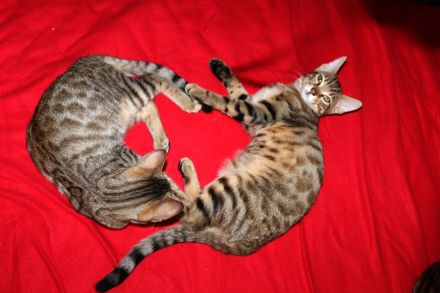 Kitten Mix. Mutter Bengal mit Gute blütlinie.