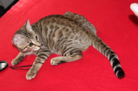 Kitten Mix. Mutter Bengal mit Gute blütlinie.