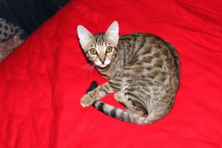 Kitten Mix. Mutter Bengal mit Gute blütlinie.