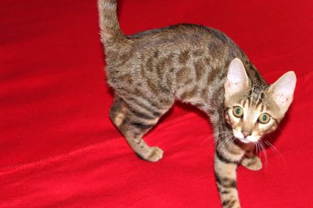 Kitten Mix. Mutter Bengal mit Gute blütlinie.