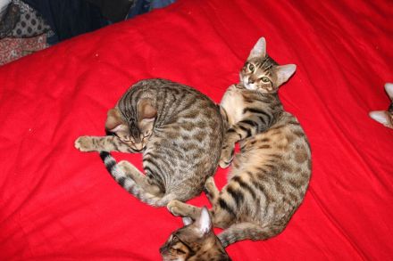 Kitten Mix. Mutter Bengal mit Gute blütlinie.