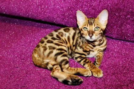 Bengal Mädchen