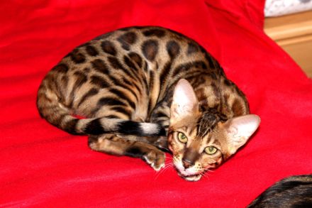 Bengal Mädchen