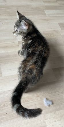 Katzenkinder suchen neue Dosenöffner