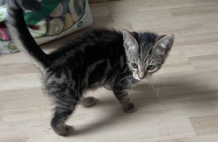 Katzenkinder suchen neue Dosenöffner