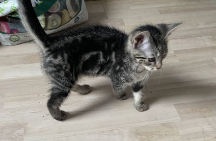 Katzenkinder suchen neue Dosenöffner