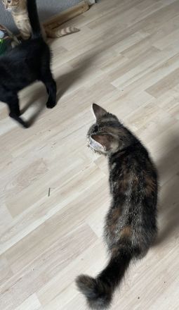 Katzenkinder suchen neue Dosenöffner