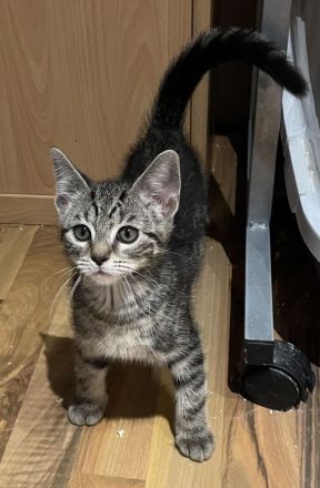 Katzenkinder suchen neue Dosenöffner