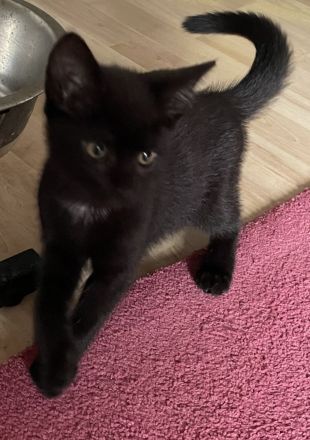 Katzenkinder suchen neue Dosenöffner