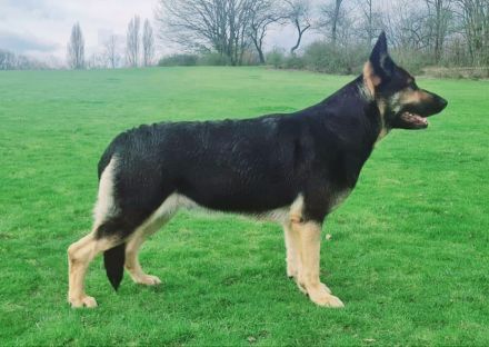 Osteuropäische Schäferhunde