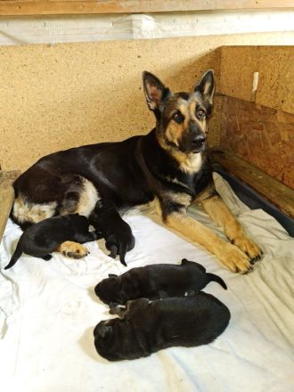 Osteuropäische Schäferhunde