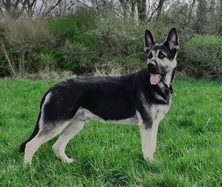 Osteuropäische Schäferhunde