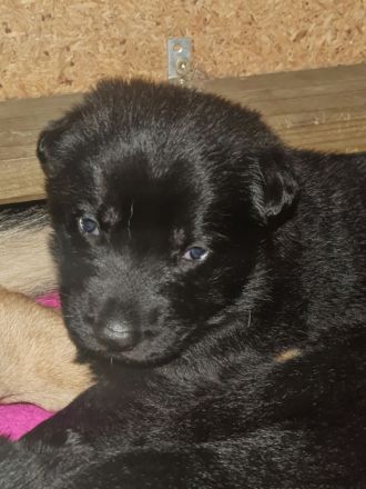 Osteuropäische Schäferhunde