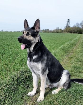 Osteuropäische Schäferhunde