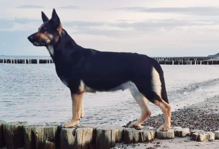 Osteuropäische Schäferhunde