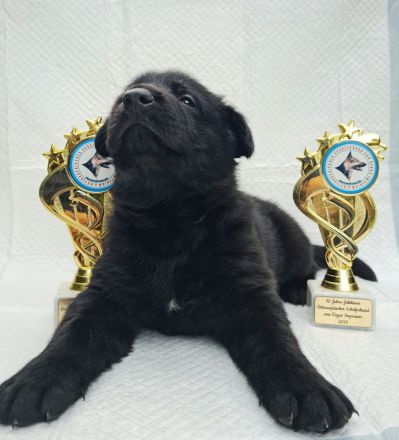 Osteuropäische Schäferhunde