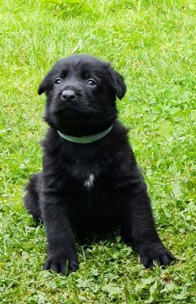 Osteuropäische Schäferhunde