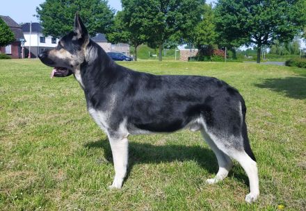 Osteuropäische Schäferhunde