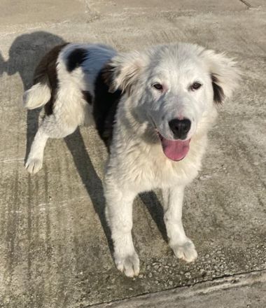 Canja, geb. ca. 08/2022, lebt in GRIECHENLAND, im städt. Tierheim Serres