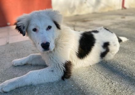 Canja, geb. ca. 08/2022, lebt in GRIECHENLAND, im städt. Tierheim Serres