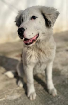 Canja, geb. ca. 08/2022, lebt in GRIECHENLAND, im städt. Tierheim Serres