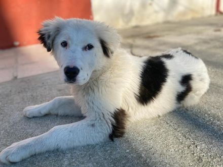 Canja, geb. ca. 08/2022, lebt in GRIECHENLAND, im städt. Tierheim Serres