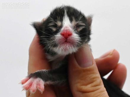 Maine Coon Kitten Neo sucht ein neues Zuhause