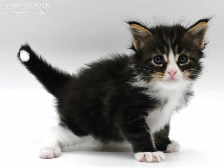 Maine Coon Kitten Neo sucht ein neues Zuhause