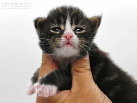 Maine Coon Kitten Neo sucht ein neues Zuhause