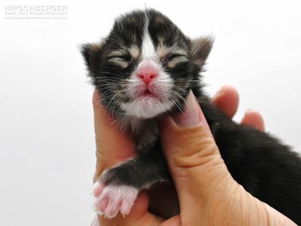 Maine Coon Kitten Neo sucht ein neues Zuhause