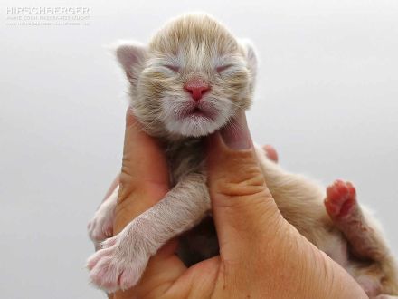 Maine Coon Baby Hirschberger´s Nils sucht ein Zuhause auf Lebenszeit