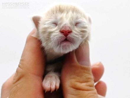 Maine Coon Baby Hirschberger´s Nils sucht ein Zuhause auf Lebenszeit