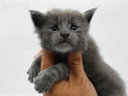 Maine Coon Kitten Hirschberger´s Olaf nimmt Ihre Bewerbung gerne entgegen