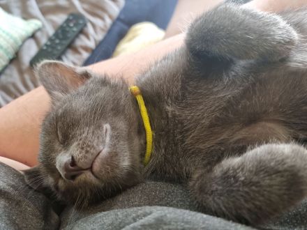 Maew Boran Korat Kitten