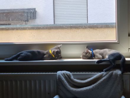 Maew Boran Korat Kitten