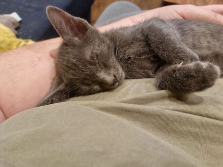 Maew Boran Korat Kitten