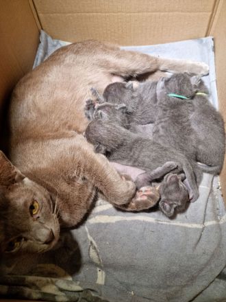 Maew Boran Korat Kitten