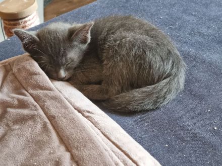 Maew Boran Korat Kitten