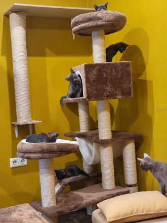 Maew Boran Korat Kitten