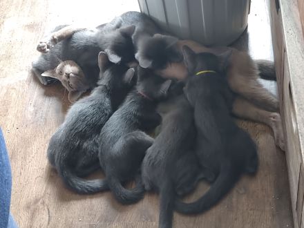 Maew Boran Korat Kitten