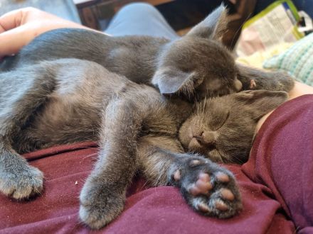 Maew Boran Korat Kitten