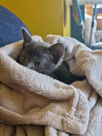 Maew Boran Korat Kitten