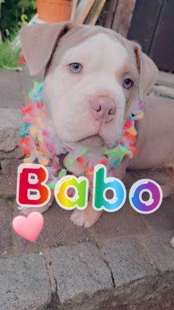 Old Engliish Bulldogge Welpe