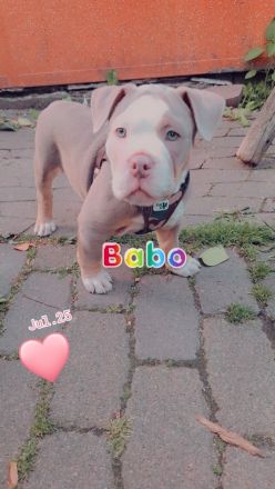 Old Engliish Bulldogge Welpe